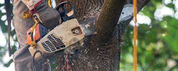 Trusted Celebration, FL Tree Removal Services Experts