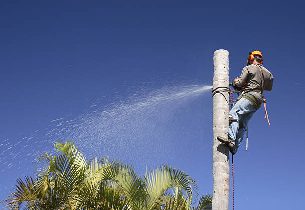 How Our Tree Care Process Works  in  Celebration, FL